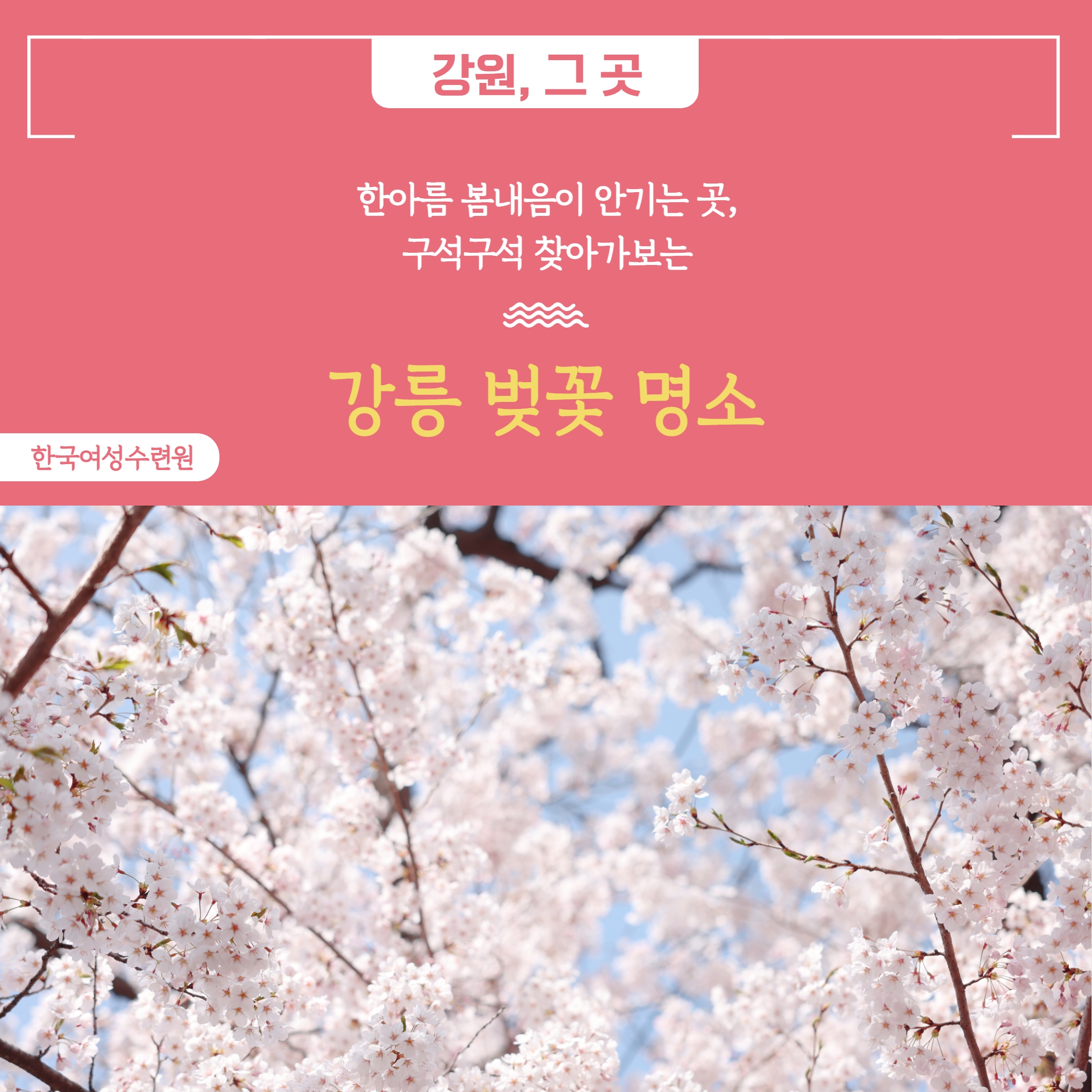 [카드뉴스] 한아름 봄내음이 안기는 곳, 구석구석 찾아가보는 강릉 벚꽃 명소